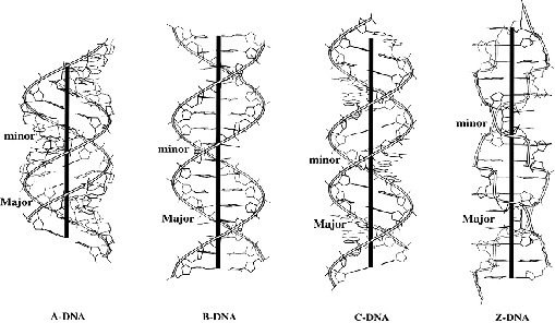 various confirmatio of DNA